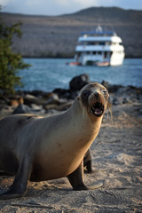 Obraz premium Galapagos Sea lions in various poses and candid shots