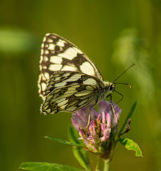 Fototapeta na wymiar Close up Marco photograph of Black Marble Butterfly on english wildflower