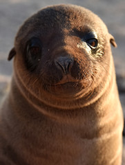 Galapagos Sea lions in various poses and candid shots