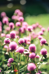 Obraz premium Little purple clover flowers