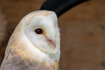 Head shot of a barn owl (tyto alba)