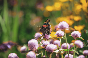 Colorful butterfly among purple and yellow flowers