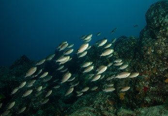 Fototapeta na wymiar School of tropical reef fish in Sea of Cortez