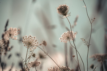 Queen Anne's Lace in a wildflower field