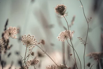 Foto op Plexiglas Queen Anne& 39 s Lace in een veld met wilde bloemen © Caitie