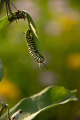 Monarch butterfly caterpillar on milkweed