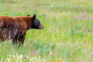 Black bear in field of wildflowers