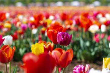 Blooming tulip fields in Netherlands, flower with blurrred colorful tulips as background. Selective focus,tulip close up