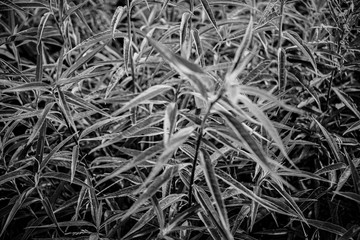 Black and white plant leaves in a field