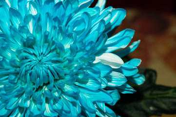 Obraz premium Blue chrysanthemum flower close up