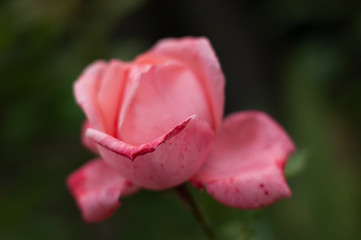 Blooming pink rose flower. Green background. Selective focus, close-up
