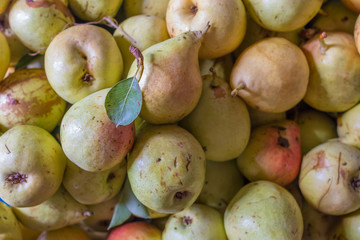 harvest of fruit and pears