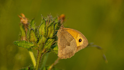 Colias myrmidone orange butterfly with small black spot on wings, side view macrophoto perched on...