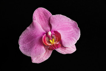 close up of one pink orchid flower on black background 
