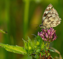 Fototapeta na wymiar Close up Marco photograph of Black Marble Butterfly on english wildflower