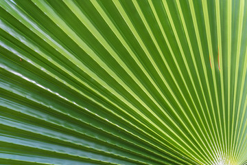 Obraz premium Palm tree leaf summer green nature abstract background