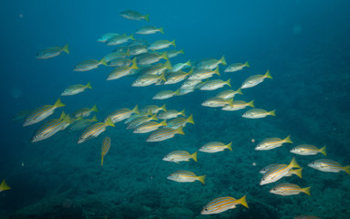Fototapeta na wymiar School of tropical reef fish in Sea of Cortez