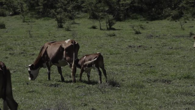 Ganado engorda bovino en granja charoláis pastando vacas leche carne