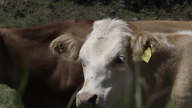 Ganado engorda bovino en granja charol&aacute;is pastando vacas leche carne