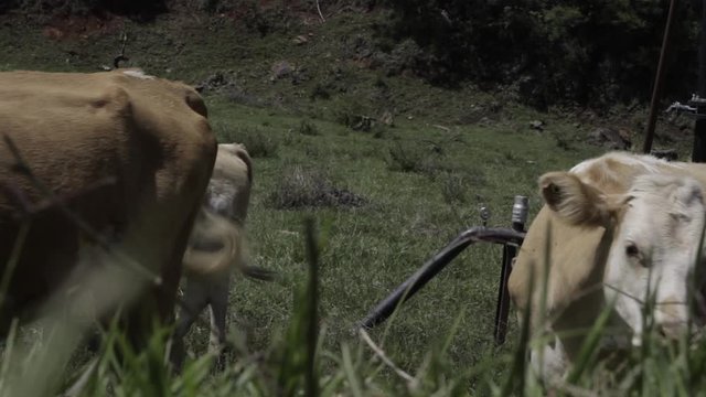 Ganado engorda bovino en granja charol&aacute;is pastando vacas leche carne