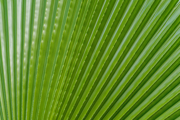 Obraz premium Palm tree leaf summer green nature abstract background