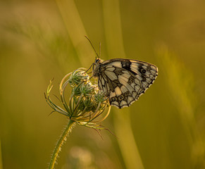 Close up Marco photograph of Black Marble Butterfly on english wildflower