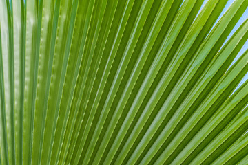 Obraz premium Palm tree leaf summer green nature abstract background