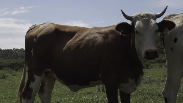 Ganado engorda bovino en granja charol&aacute;is pastando vacas leche carne