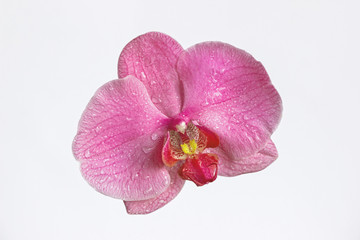 close up of one pink orchid flower on white background 