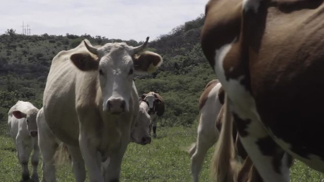 Ganado engorda bovino en granja charol&aacute;is pastando vacas leche carne