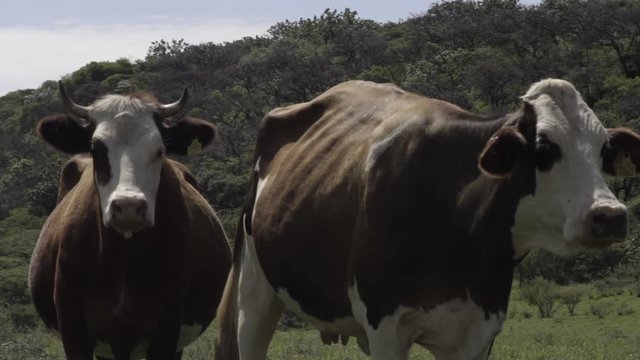 Ganado engorda bovino en granja charol&aacute;is pastando vacas leche carne