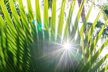 Palm tree leaf summer green nature abstract background