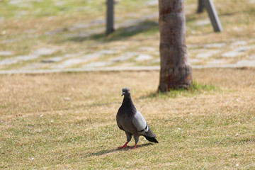 Pombo ciscando 