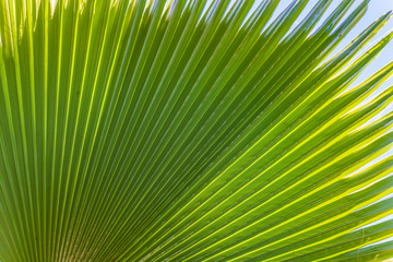 Obraz premium Palm tree leaf summer green nature abstract background