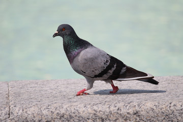 Pombo Deficiente