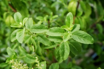 plant in hand basil Thai basil tree green leaf nature hand herb eat cooking 