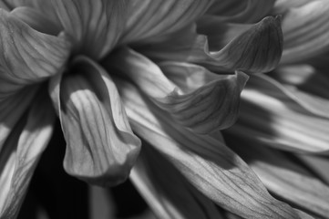 Chrysanthemum flower macro texture. black and white