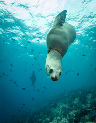 Sea lions in the clear blue of Sea of Cortze