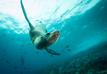 Sea lions in the clear blue of Sea of Cortze