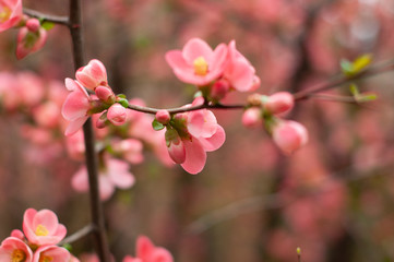 Fototapeta na wymiar Cherry in blossom. Blooming pink cherry branch. Floral blurred background. Close-up, soft selective focus