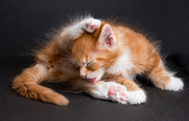 Kitten Maine Coon color red with white isolated on black background