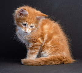 Kitten Maine Coon color red with white isolated on black background