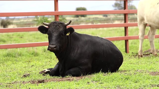 Ganado engorda bovino en granja charol&aacute;is pastando vacas leche carne