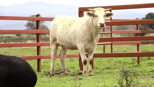 Ganado engorda bovino en granja charol&aacute;is pastando vacas leche carne