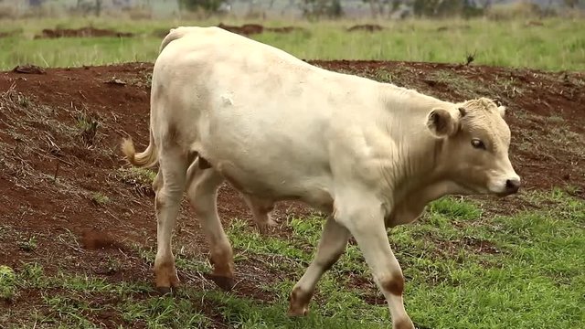 Ganado engorda bovino en granja charol&aacute;is pastando vacas leche carne