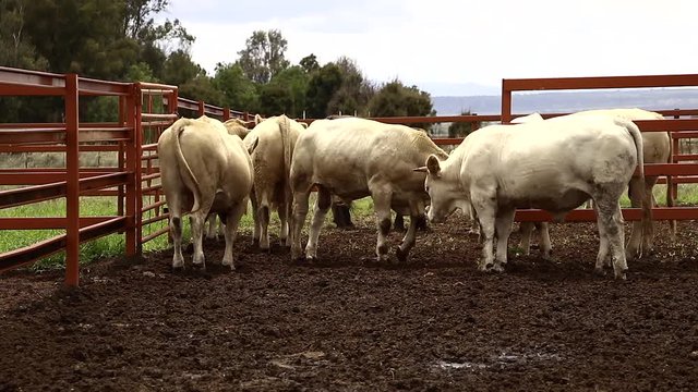 Ganado engorda bovino en granja charol&aacute;is pastando vacas leche carne