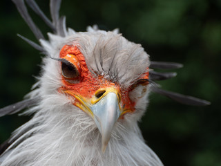 Portrait of Secretary Bird