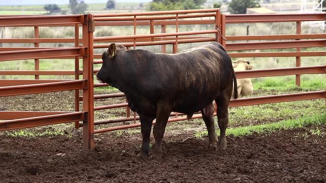 Ganado engorda bovino en granja charol&aacute;is pastando vacas leche carne