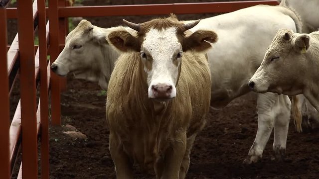 Ganado engorda bovino en granja charol&aacute;is pastando vacas leche carne