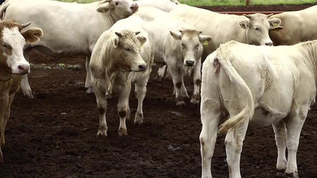 Ganado engorda bovino en granja charol&aacute;is pastando vacas leche carne
